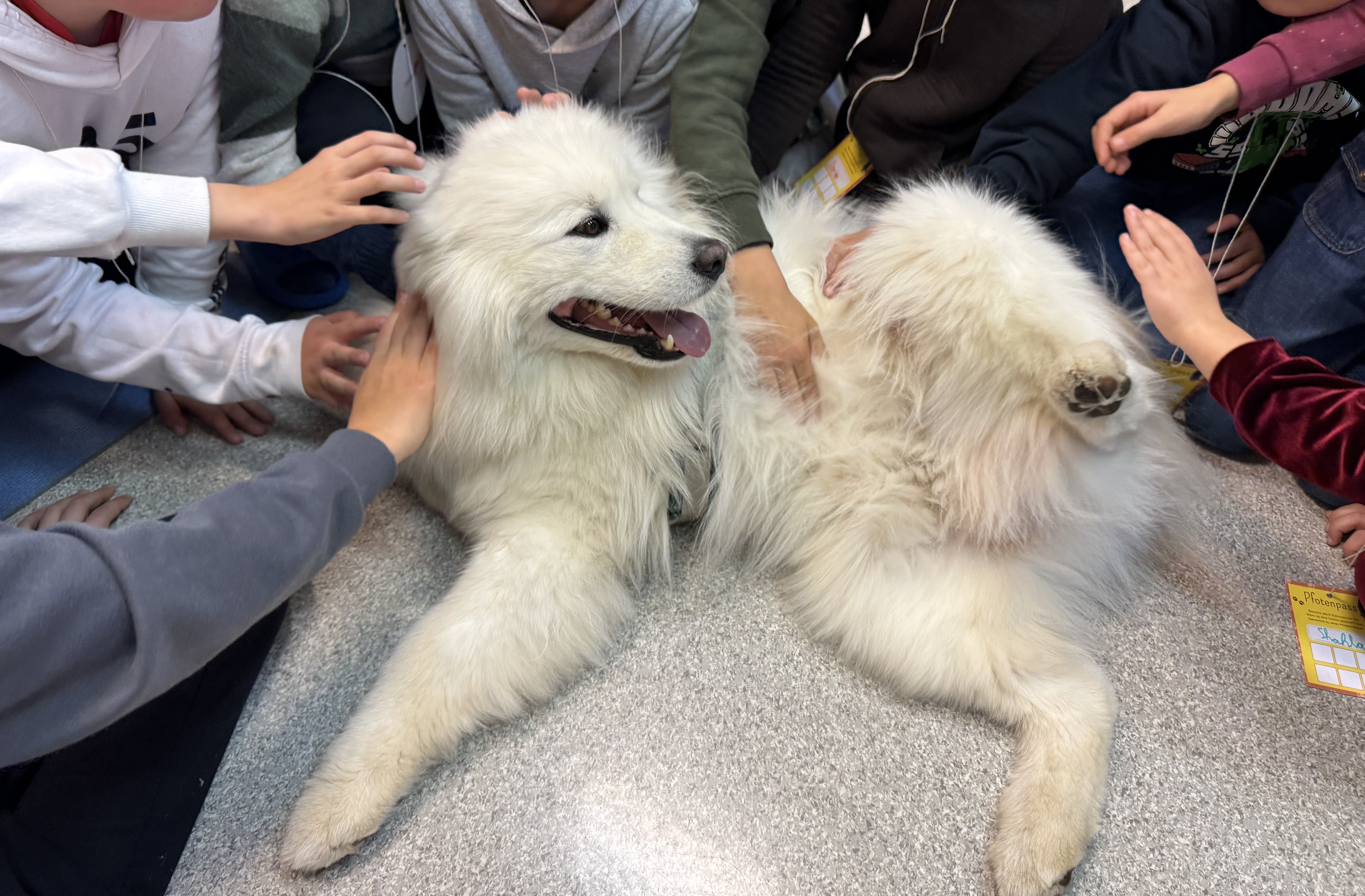Gruppenbegegnung mit Hund