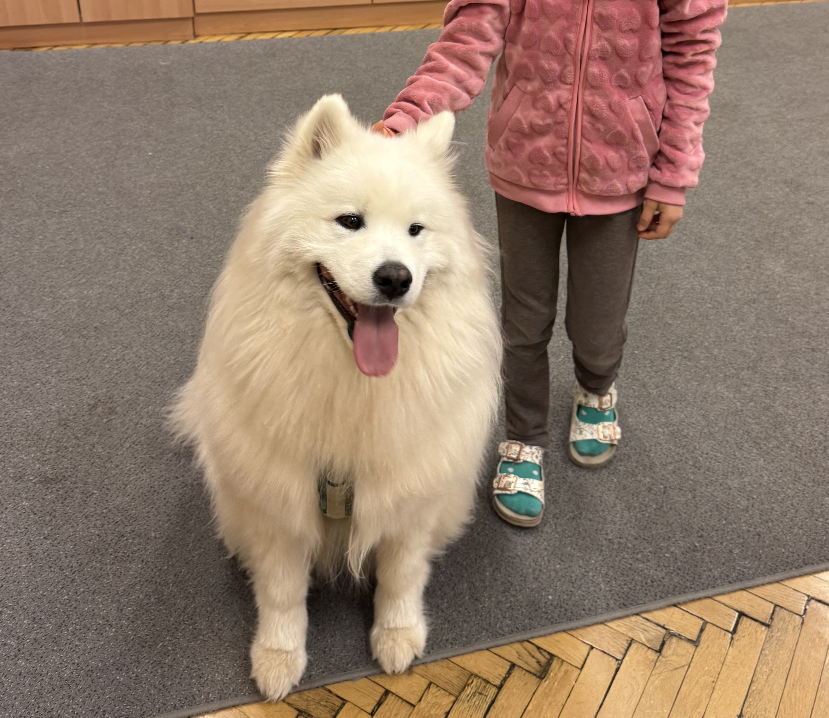 Einzelbegegnung mit Hund